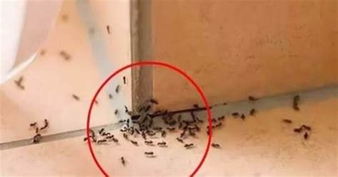 門後鏡子 風水 家裡出現一堆螞蟻